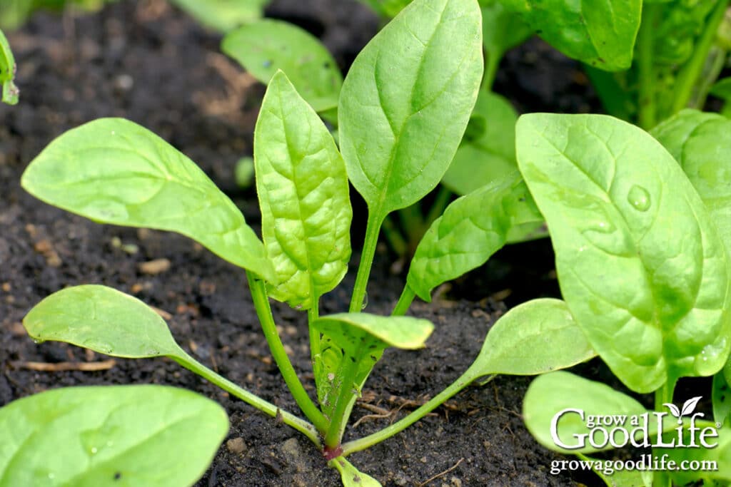 Spinach seedlings emerging from garden soil in early spring.
