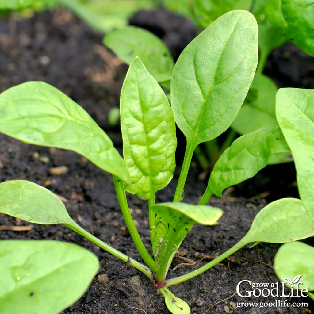 Spinach seedlings growing in a garden bed under cool spring conditions.