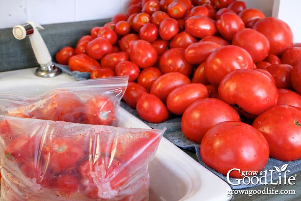 Packing whole ripe tomatoes into freezer bags.