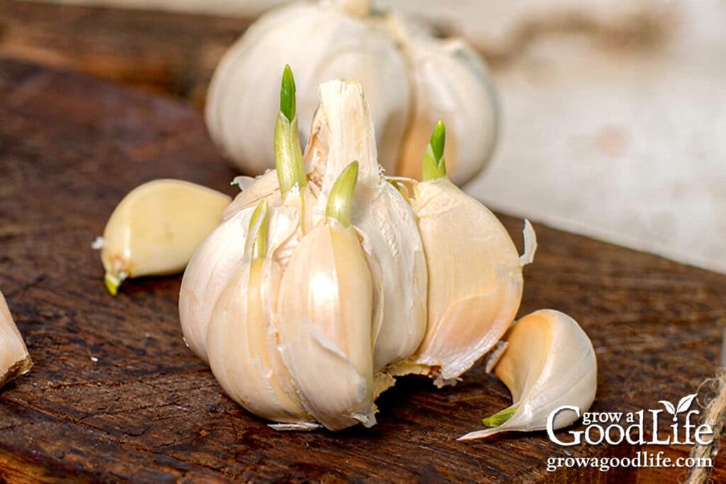 Sprouted garlic on a wooden cutting board in the kitchen.