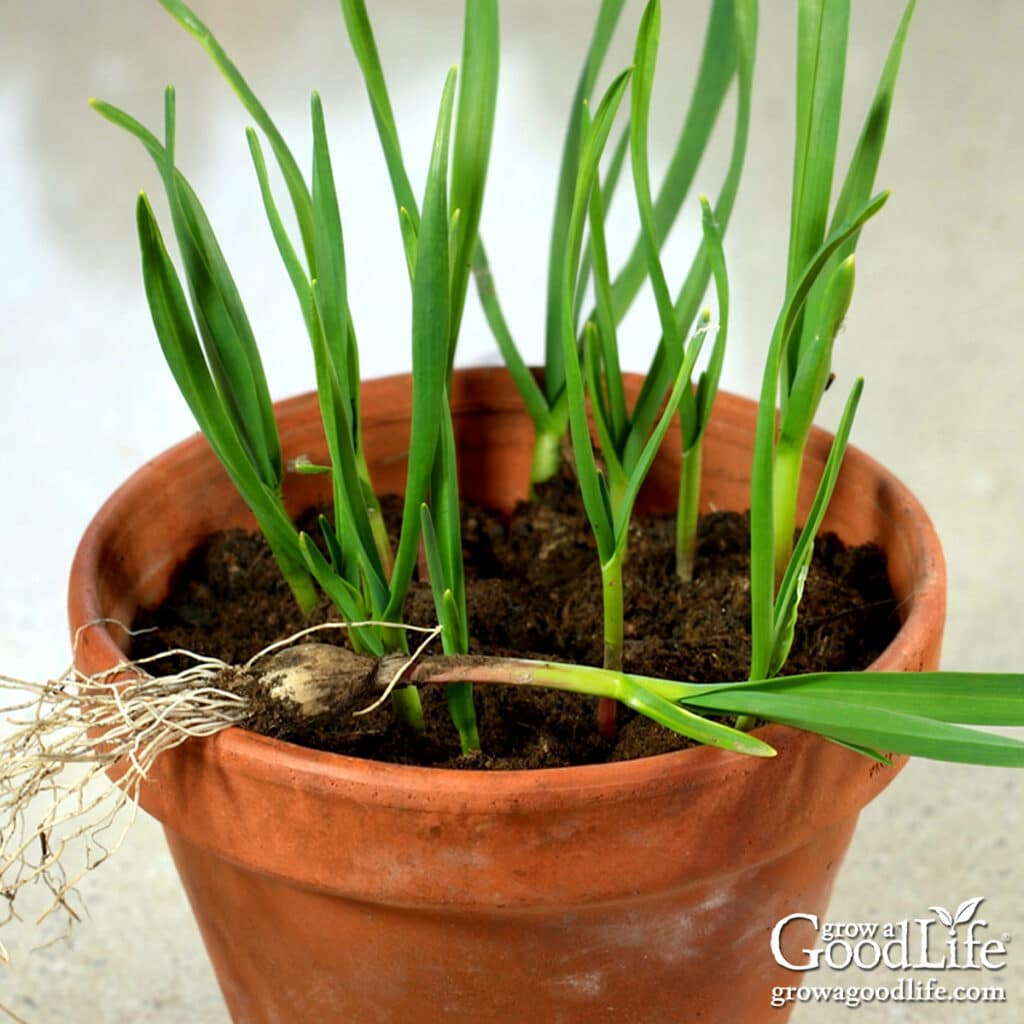 Green garlic shoots growing in a terracotta pot indoors.