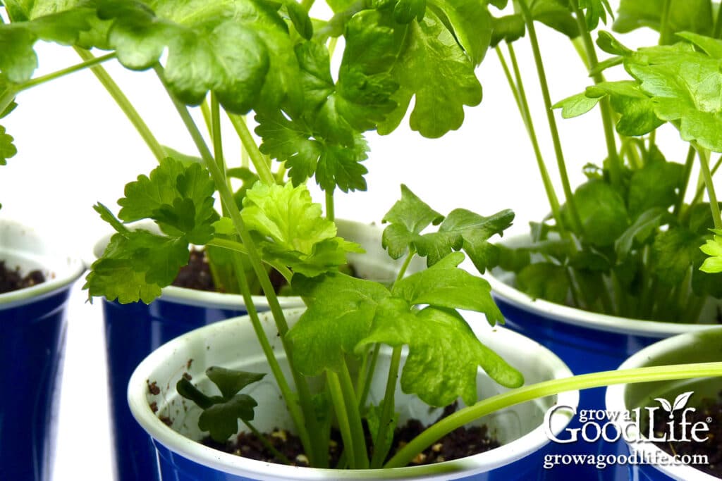 Celery seedlings growing indoors under grow lights.