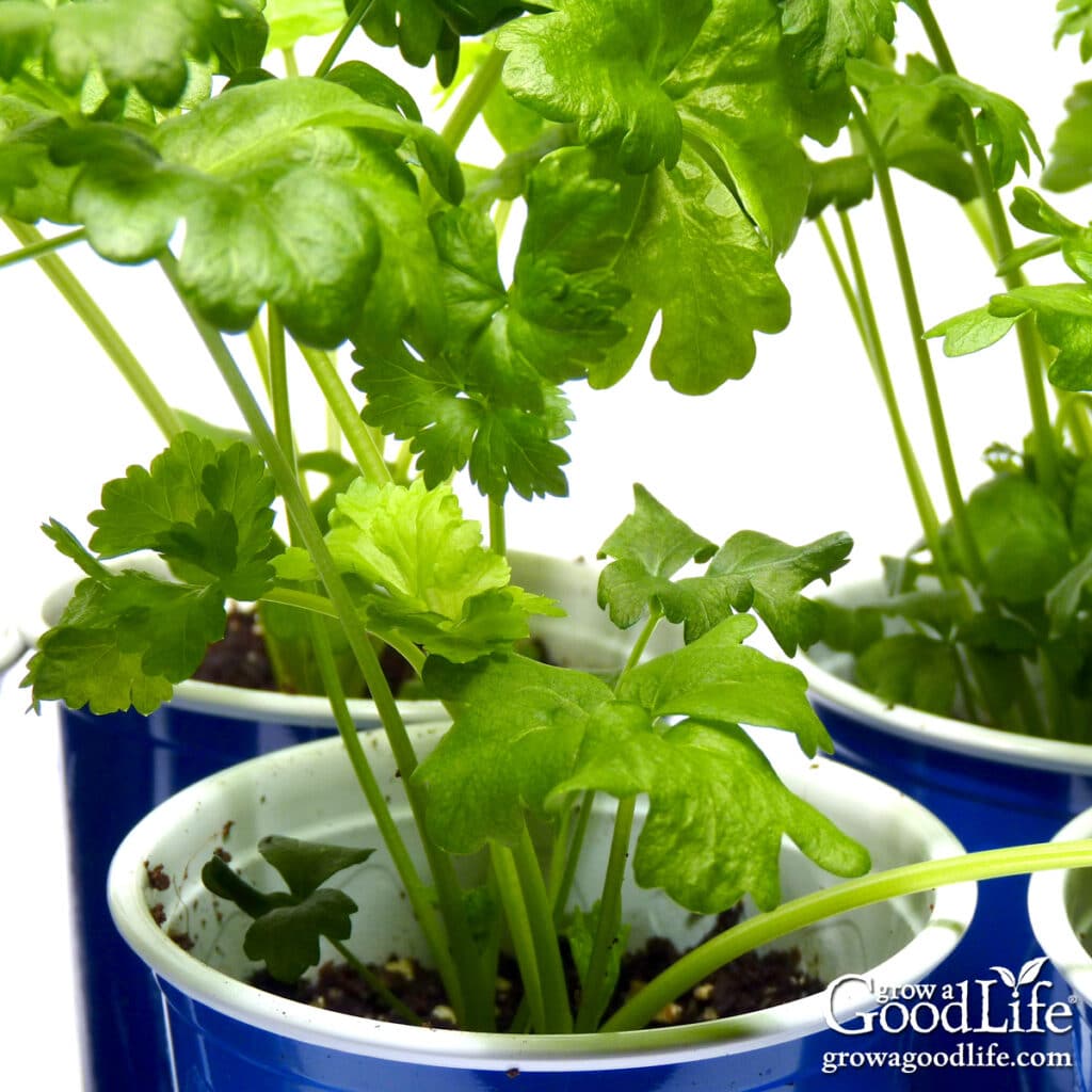 Celery seedlings growing in blue solo cups under grow lights indoors.