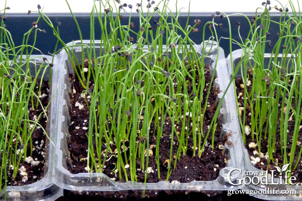 Young onion seedlings growing in trays under grow lights indoors.
