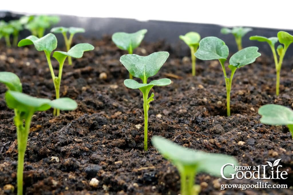 Young kale seedlings growing in a seedling tray under grow lights.