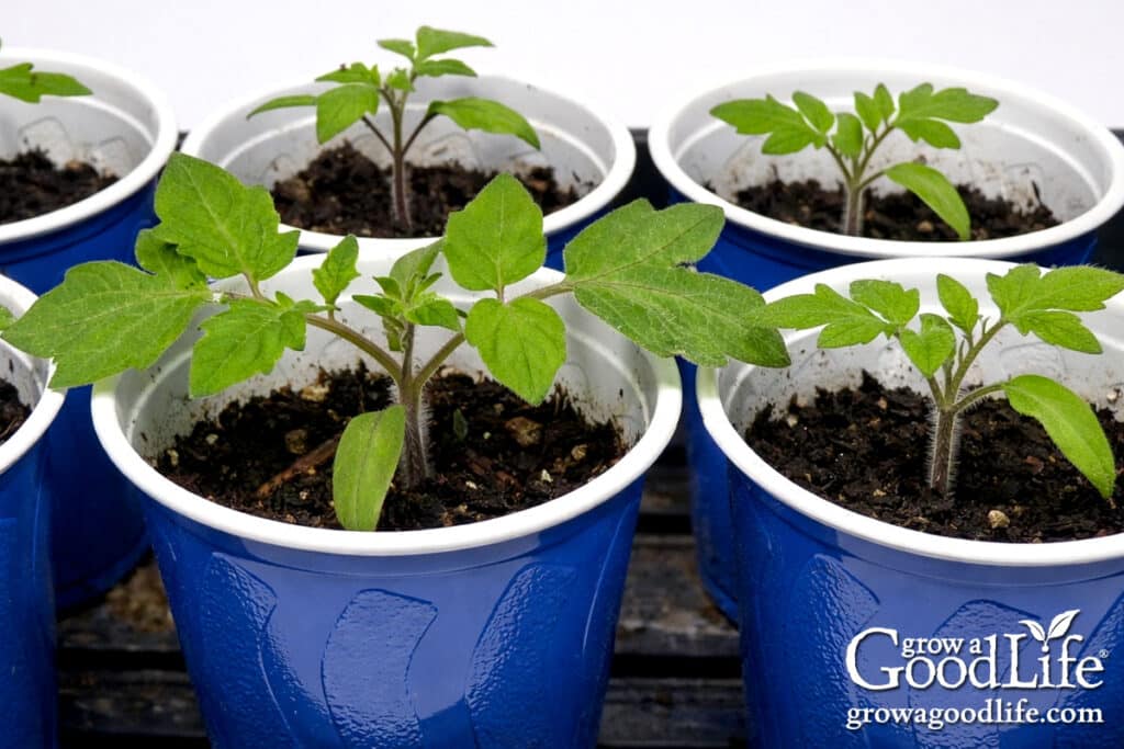 Tomato seedlings potted up into blue cups and growing under grow lights.