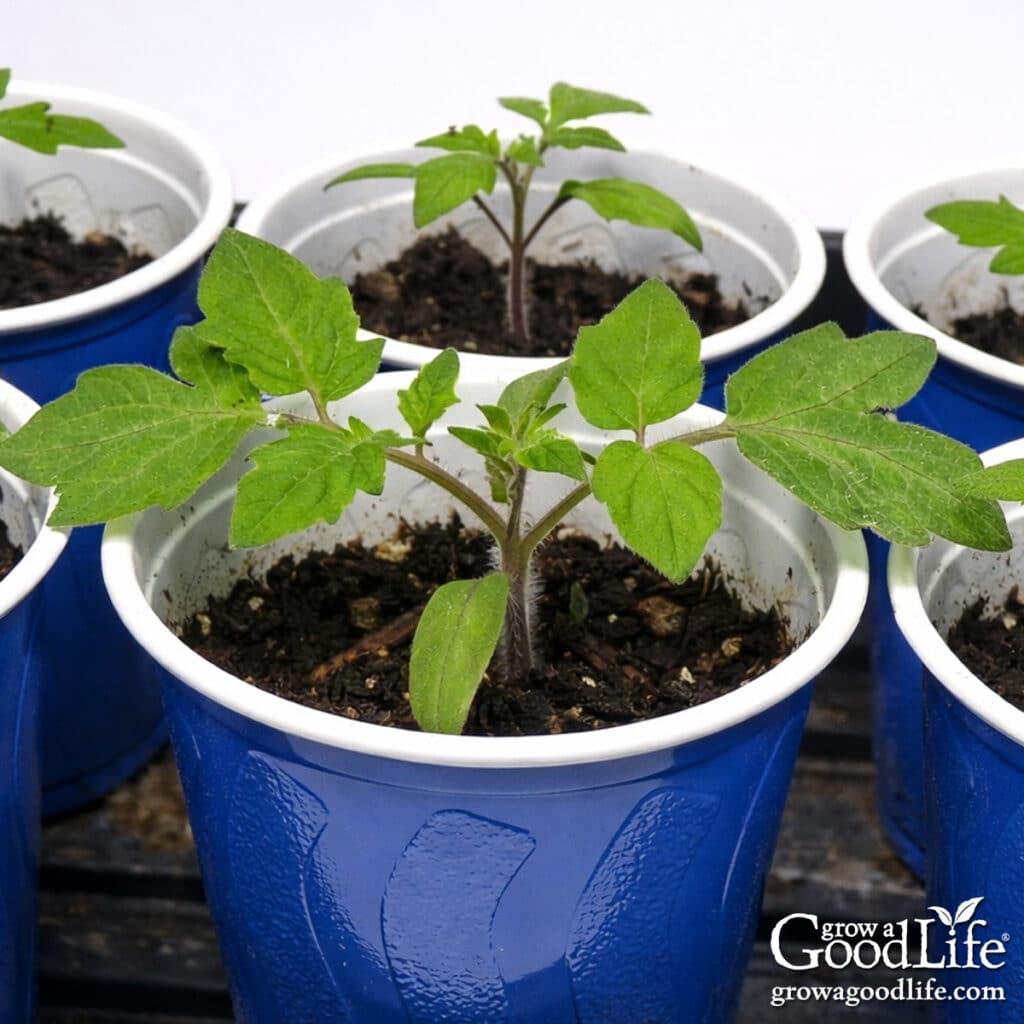 Tomato seedlings growing in blue cups under grow lights indoors.