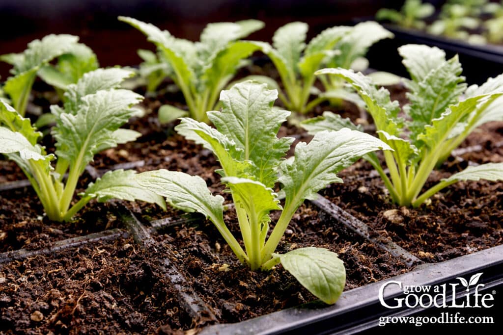 Artichoke seedlings growing in a tray under grow lights indoors.
