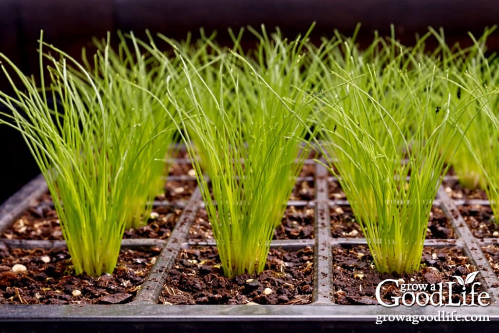 Clumps of chive seedlings growing in seedling trays under indoor grow lights.
