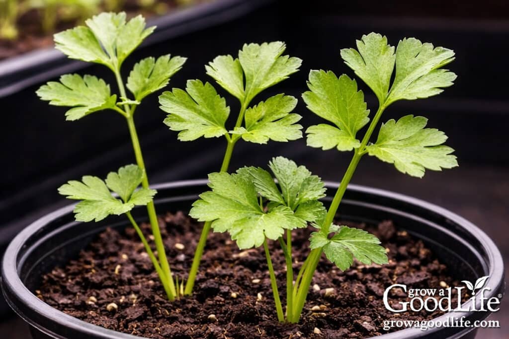 Two parsley plants potted up into black nursery pots and growing under indoor grow lights.