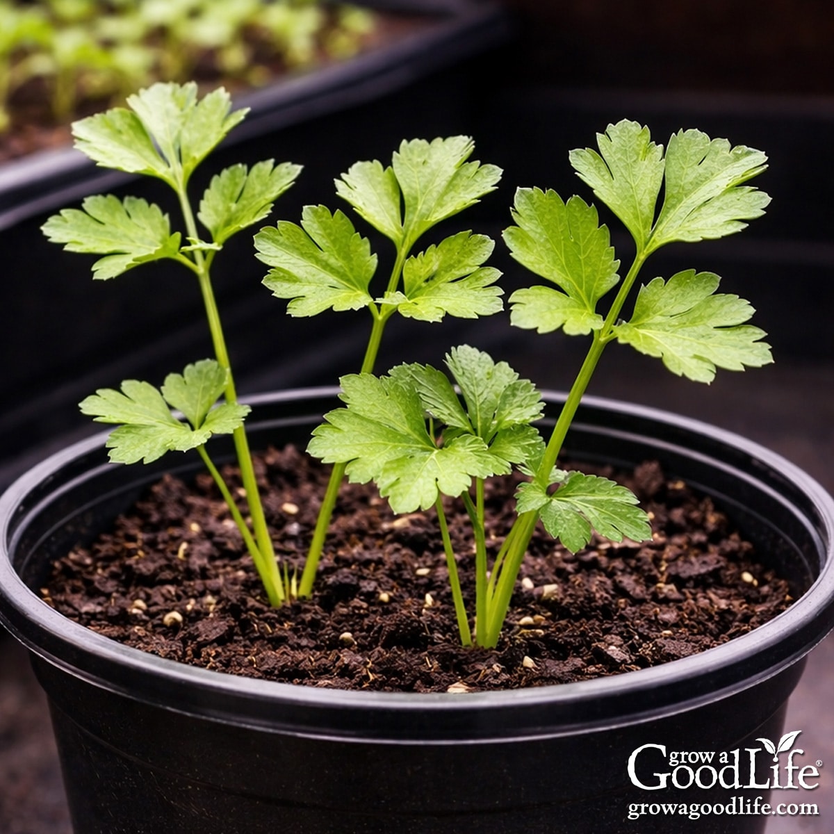 Parsley seedlings growing in a black nursery pot under grow lights indoors.