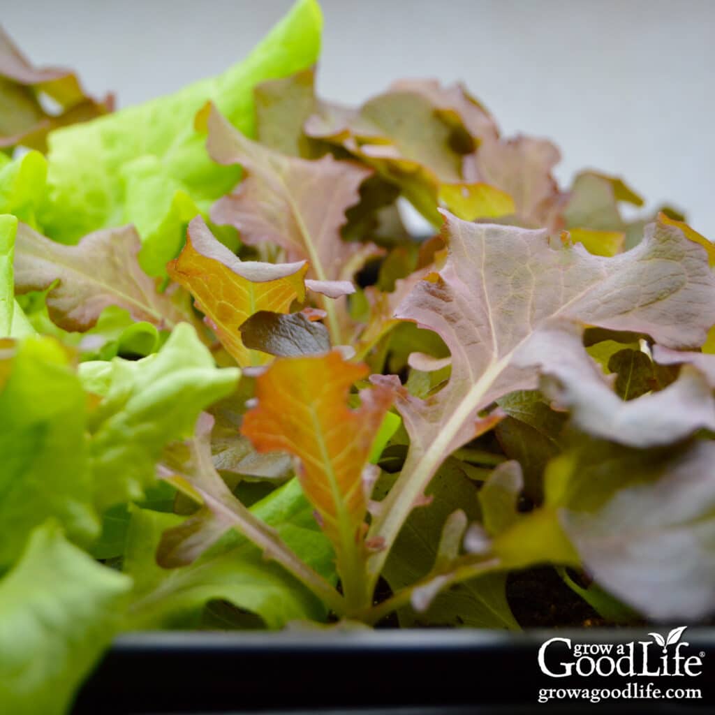 Red and green leaf lettuce seedlings growing in a tray under grow lights indoors.