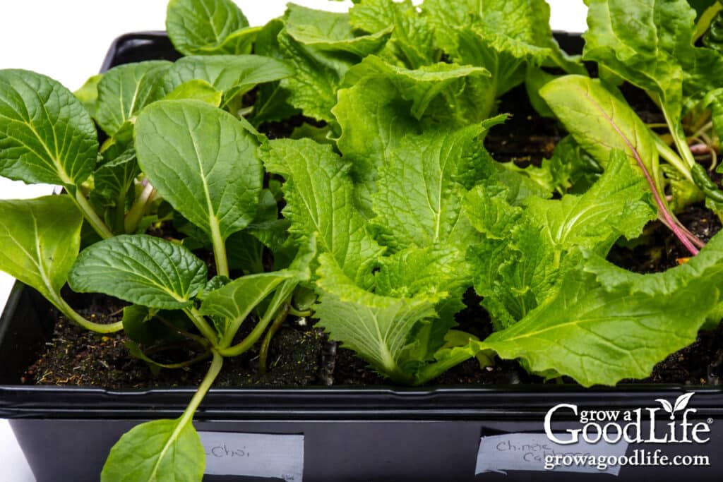 Chinese cabbage and bok choy seedlings growing in seedling trays under grow lights.