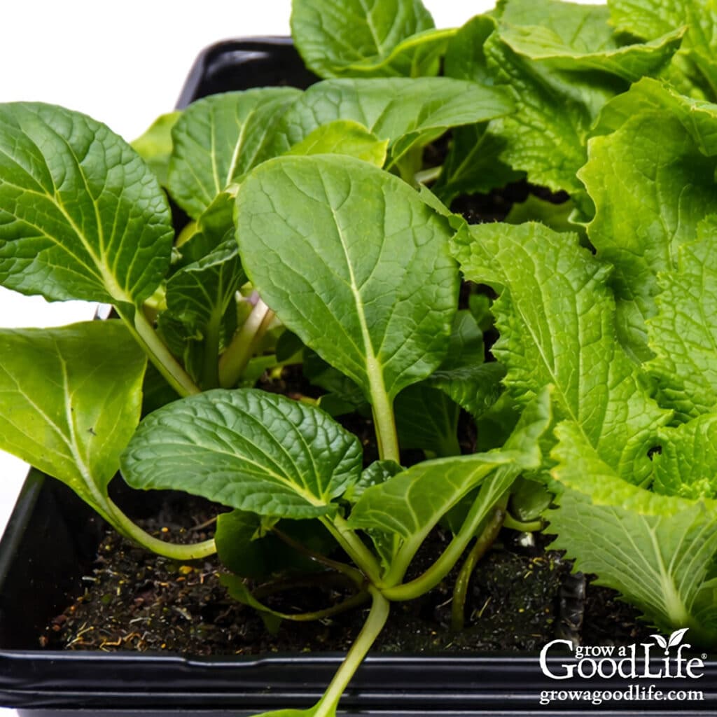 Pak choi and Chinese cabbage seedlings growing in seedling trays under grow lights.