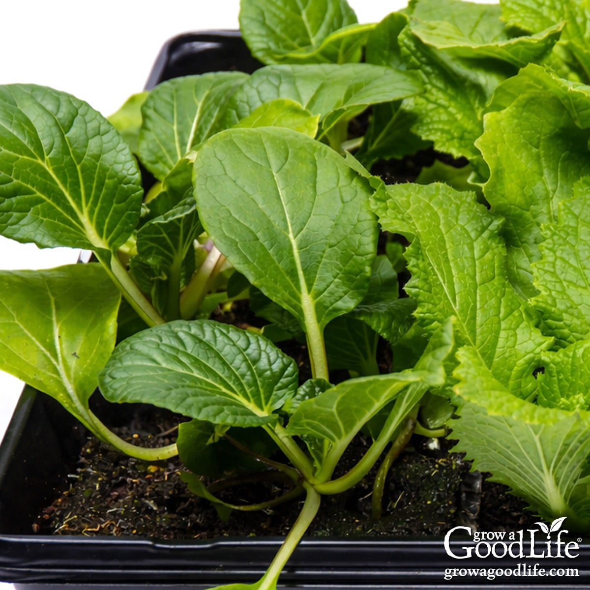 Pak choi and Chinese cabbage seedlings growing in seedling trays under grow lights.