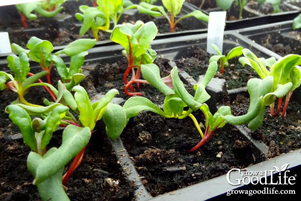 Swiss chard seedlings growing under grow lights.