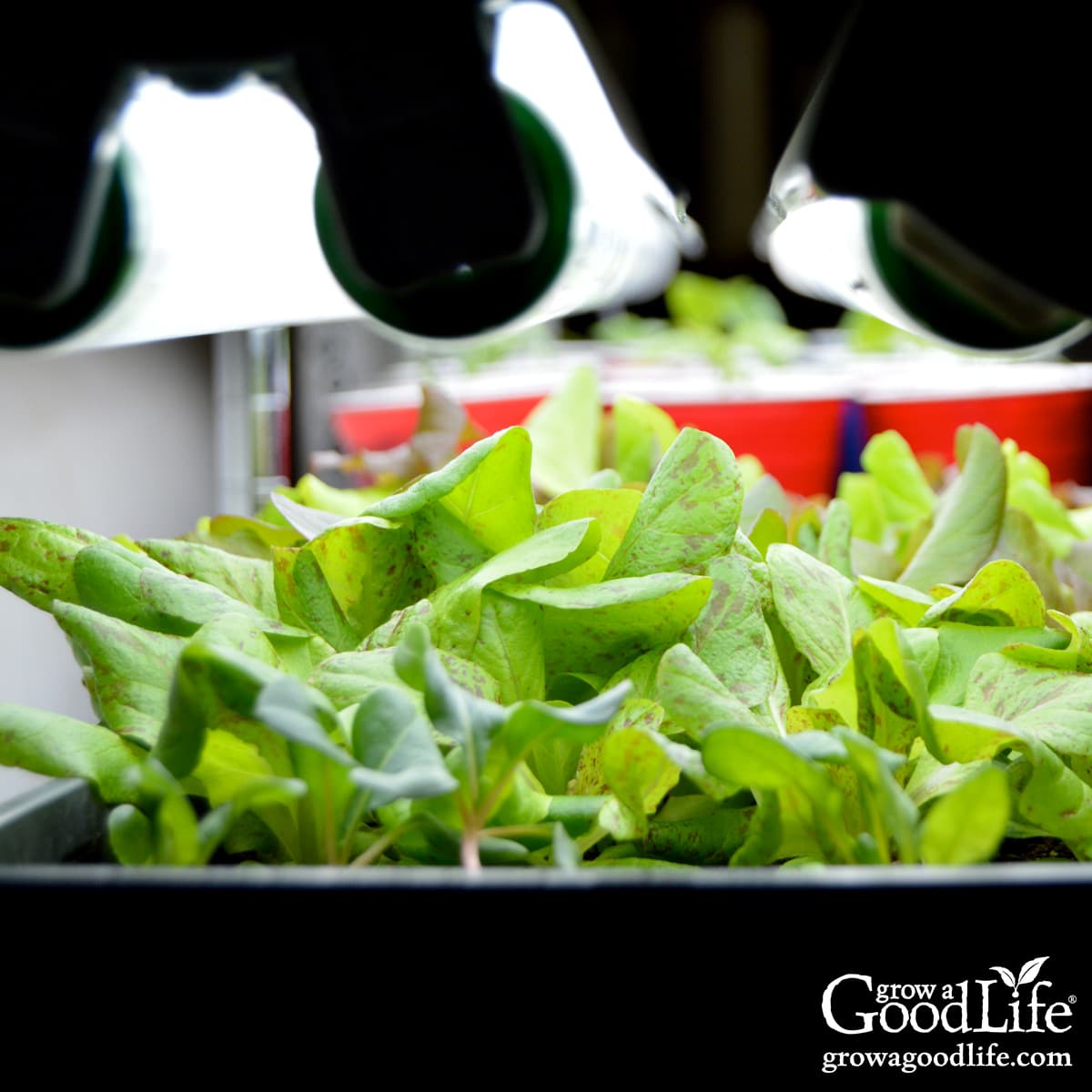 Lettuce seedlings growing indoors under bright grow lights on a seed-starting shelf.