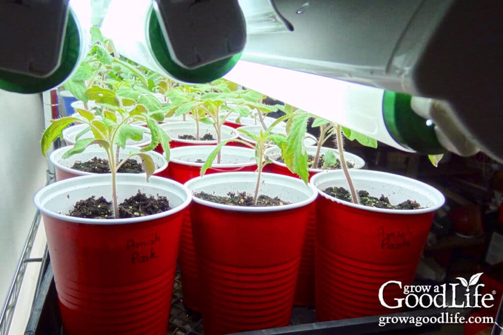 Close-up of healthy tomato seedlings with sturdy stems growing under overhead grow lights.