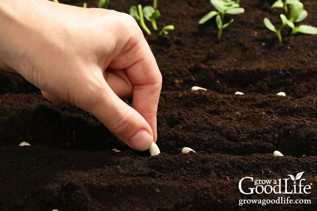A hand sowing bush bean seeds in a straight row in prepared garden soil.