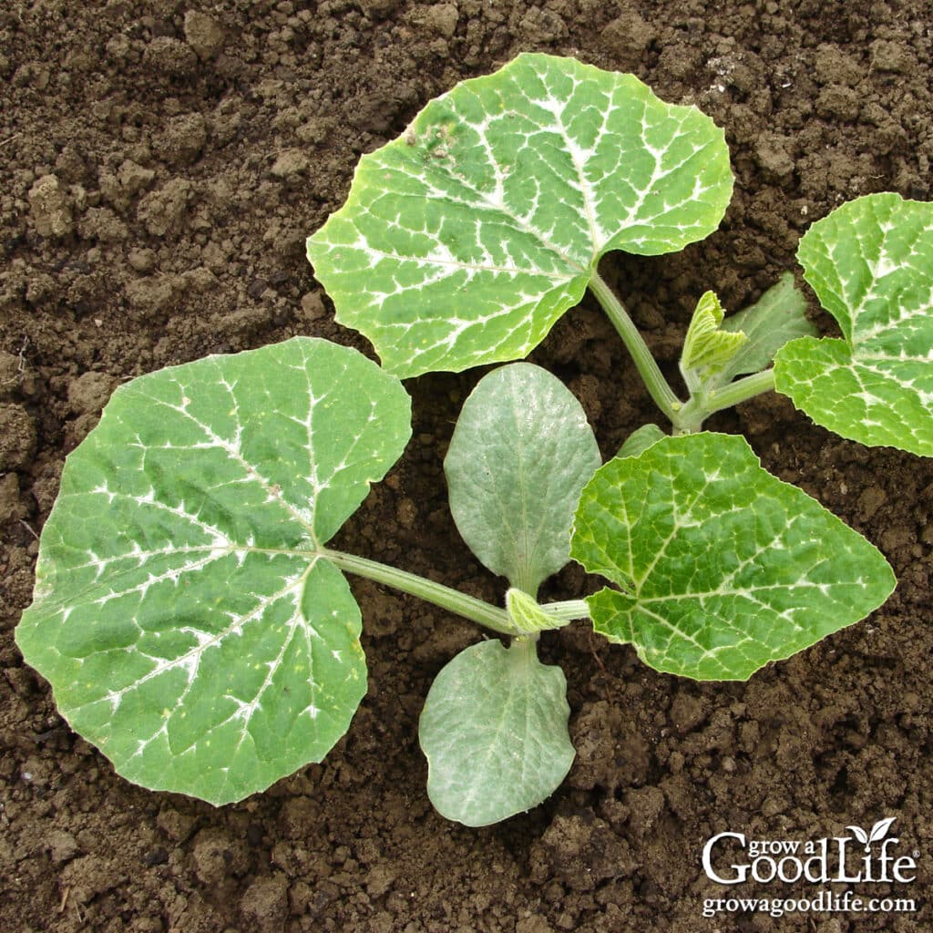 wo young pumpkin seedlings growing in rich garden soil after the last frost.