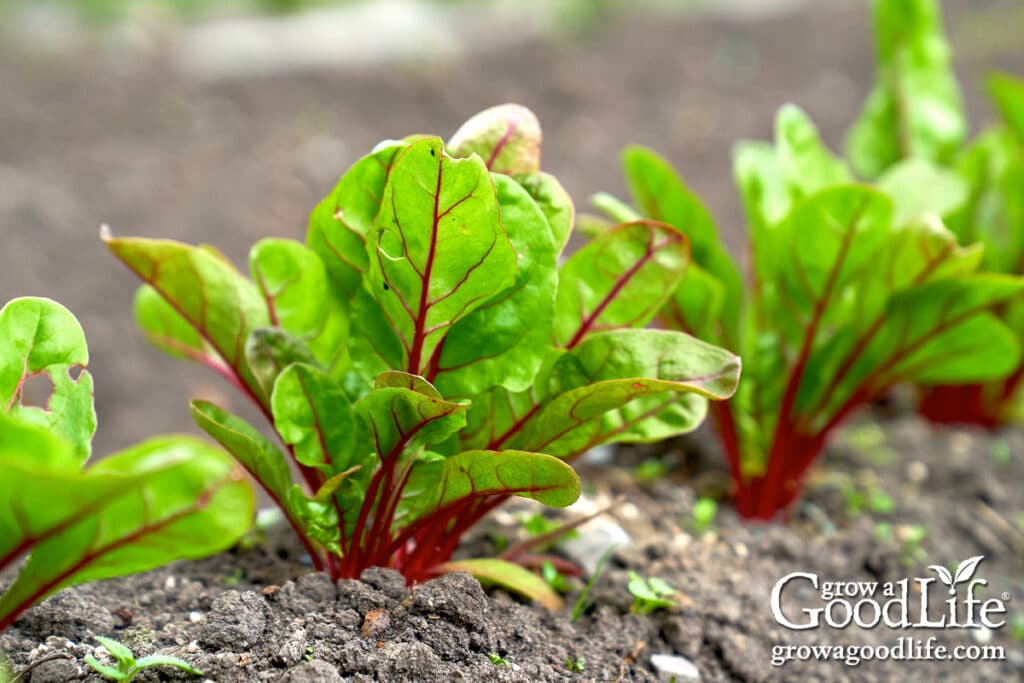 A row of young beet seedlings growing in a garden bed.