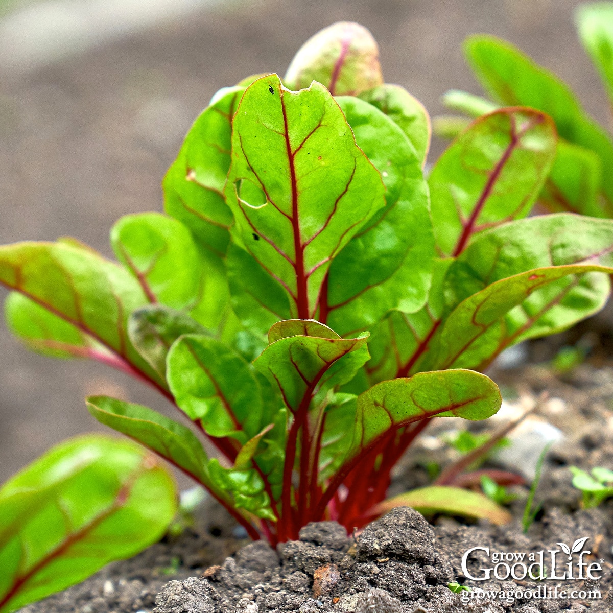 Beet seedlings emerging from garden soil in early spring.
