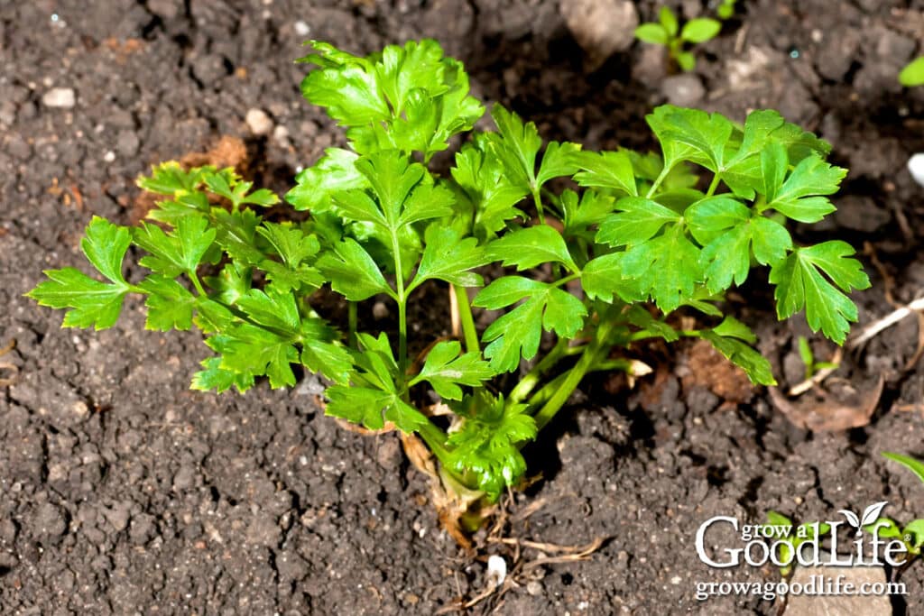 Young parsley seedling growing outdoors in the garden.