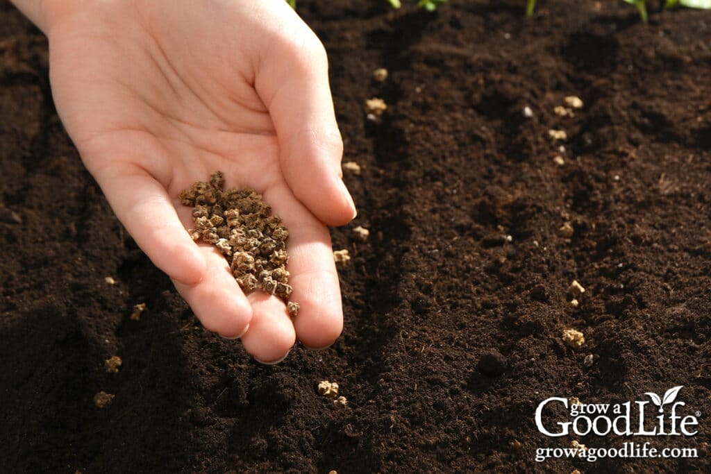 A hand sowing beet seeds in a garden row.