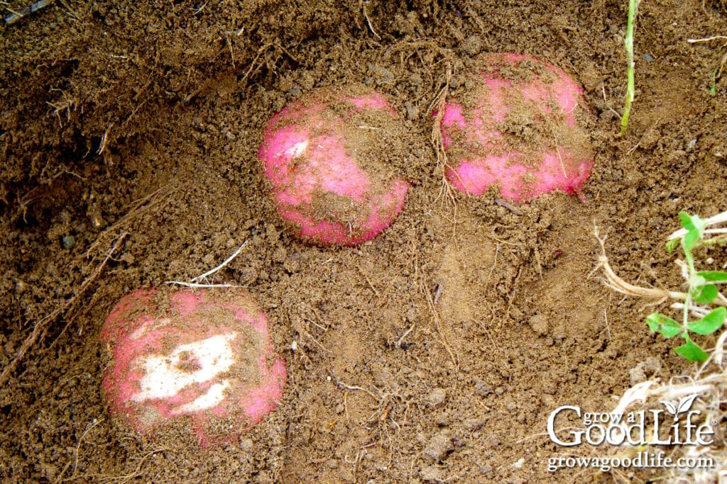 Freshly dug red potatoes with thin skin that easily rubs off, showing they are new potatoes.