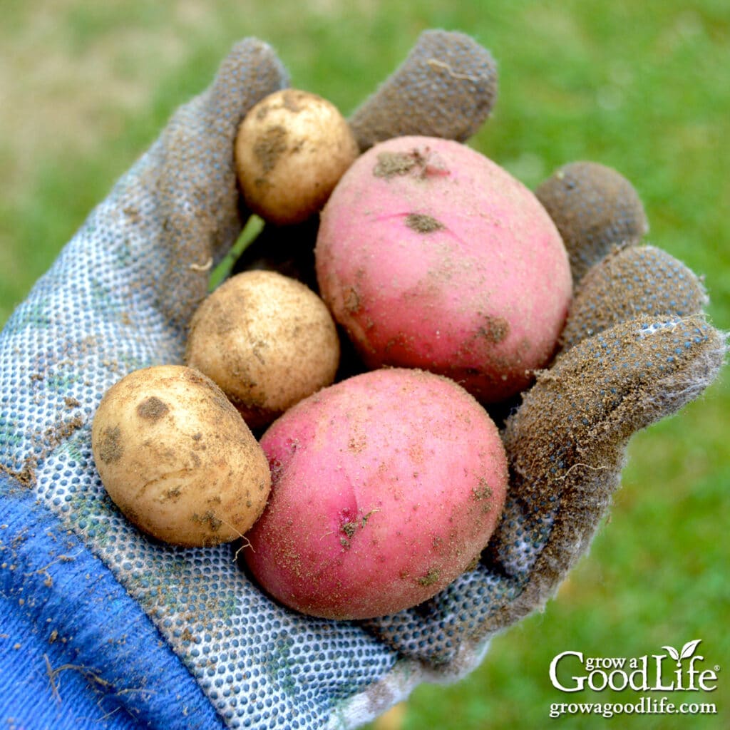 A hand holding potatoes just pulled from the ground.