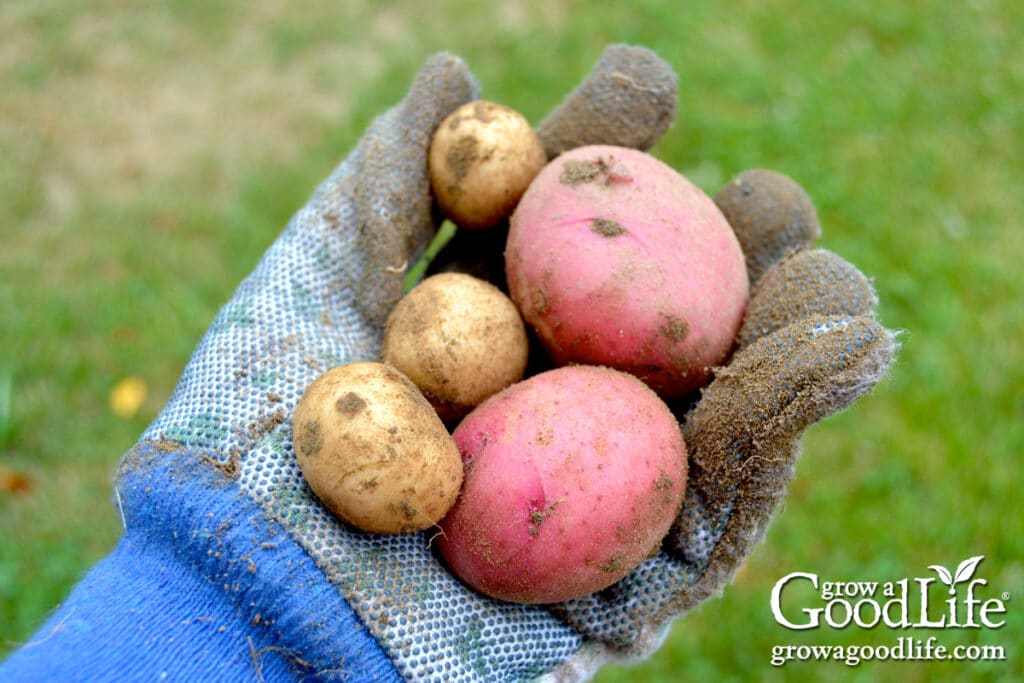 Garden-gloved hand holding freshly harvested red and tan potatoes pulled from the soil.