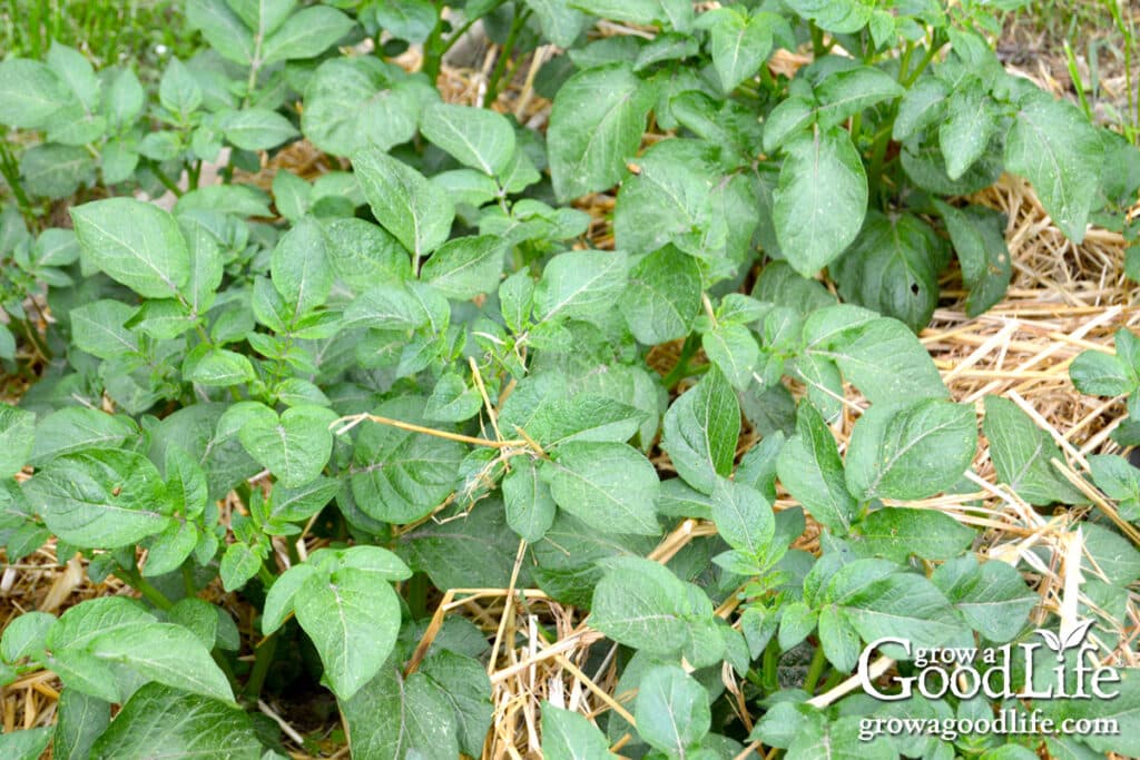 Healthy mid-season potato plants growing in a garden bed with straw mulch around the base.