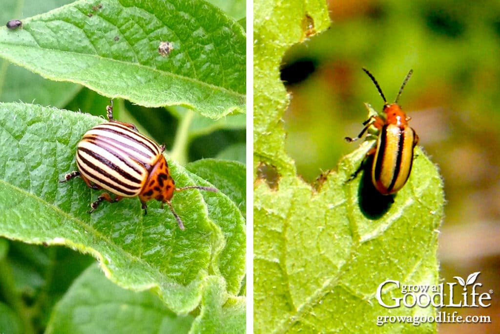 Colorado potato beetle and three-lined potato beetle feeding on a potato leaves in the garden.
