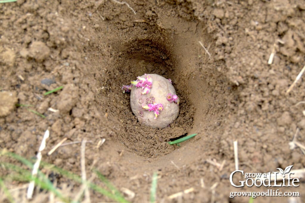Pre-sprouted seed potato planted in garden soil.