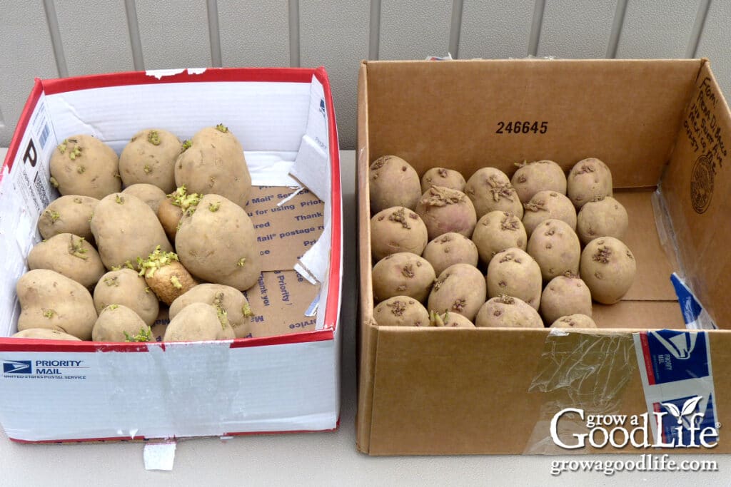 Two boxes of seed potatoes ready for planting, showing visible eyes and small sprouts.
