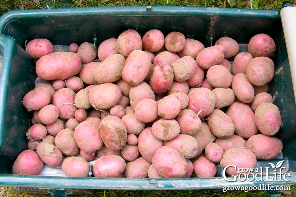Red potatoes harvested in a garden cart, ready to cure before winter storage.