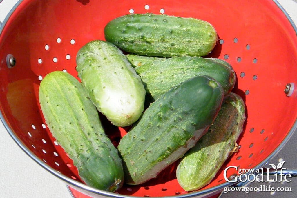 Basket of fresh pickling cucumbers ready for making refrigerator pickles.