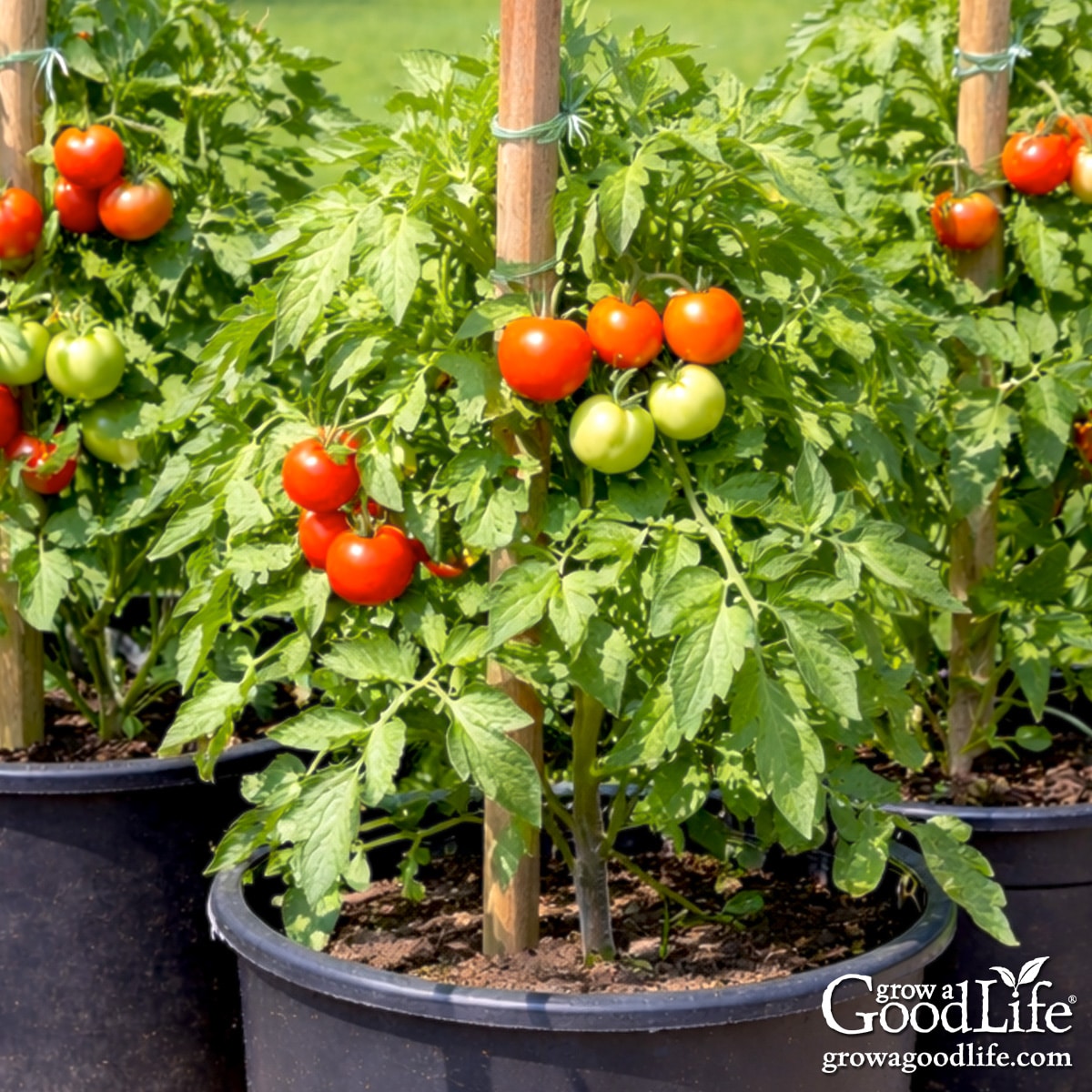 Tomato plants growing in containers on a patio with red ripe tomatoes ready to harvest.
