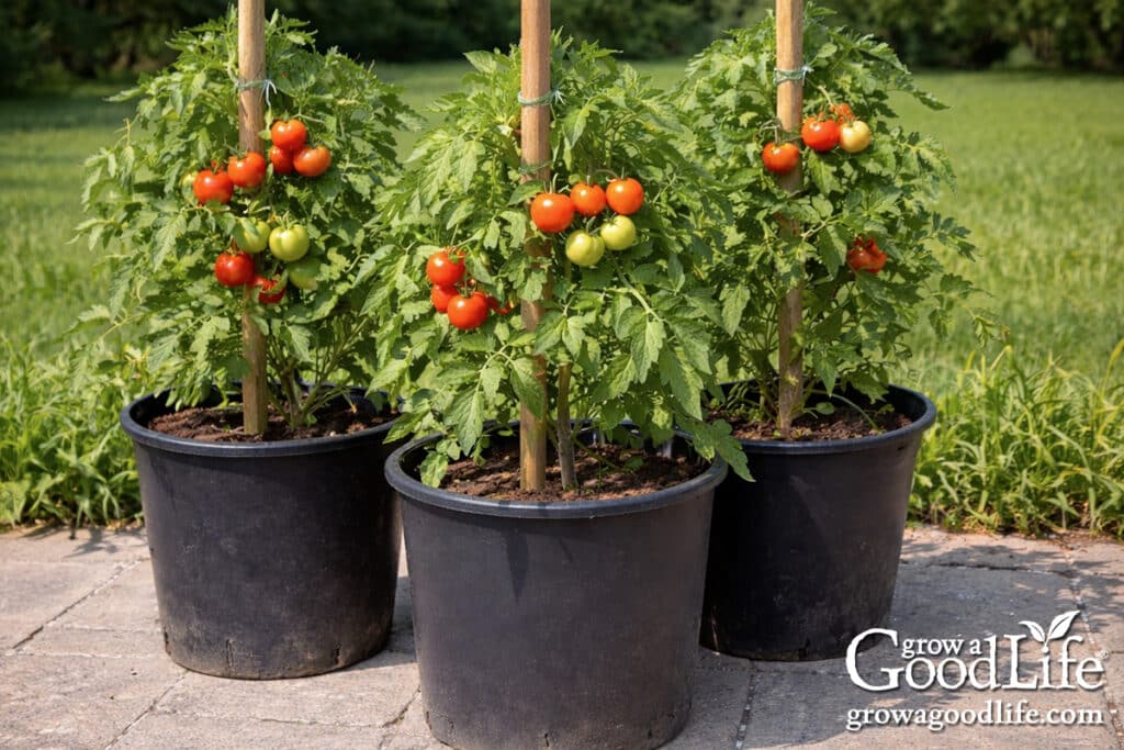 Growing tomatoes in containers on a patio with ripe red tomatoes ready to harvest.
