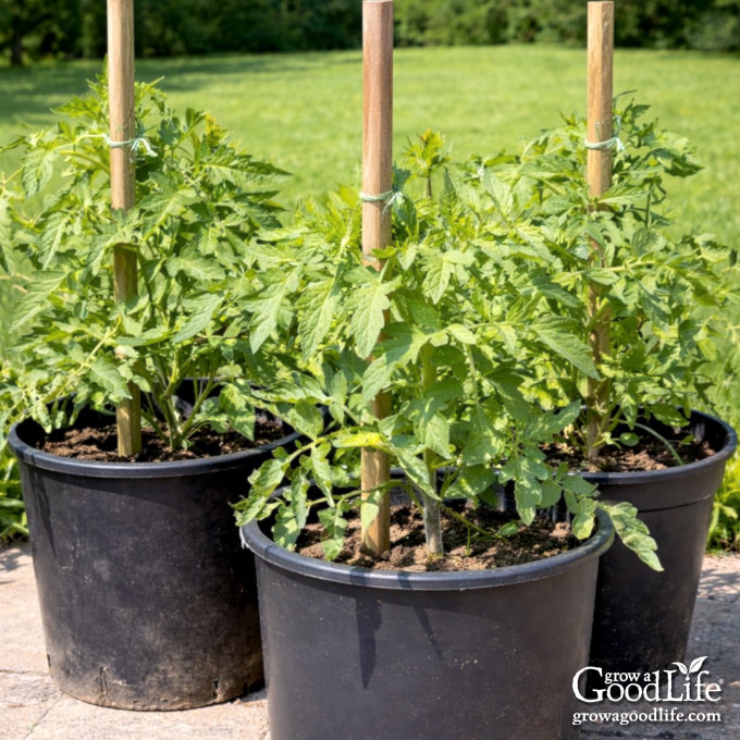 Tomato plants growing in containers on a patio supported by wooden stakes.
