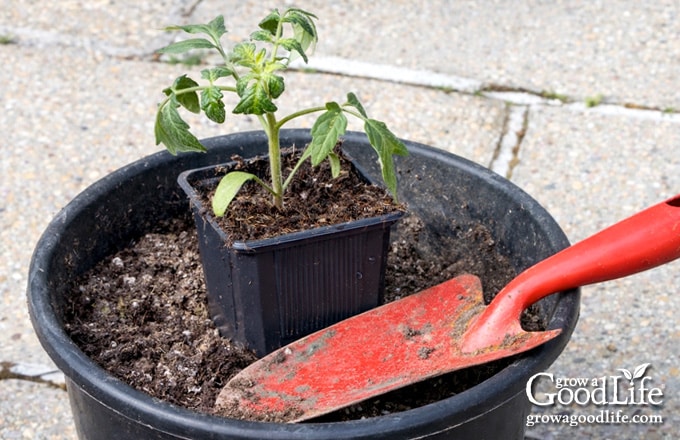 Young tomato seedling in a nursery pot sitting inside a large container filled with potting soil.