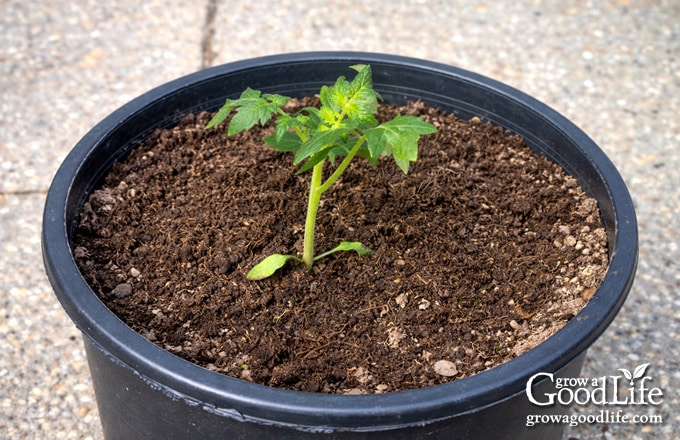 Tomato seedling newly transplanted into a large container filled with potting soil.