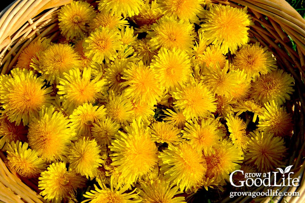 Harvest basket filled with freshly picked dandelion blossoms for making dandelion jelly.
