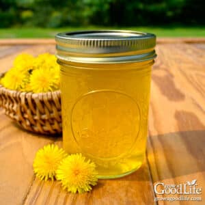 Jar of homemade dandelion jelly on a wooden table surrounded by fresh yellow dandelion blossoms.