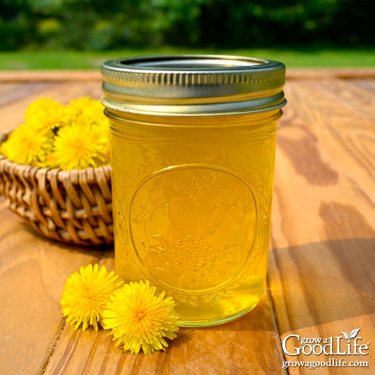 Jar of homemade dandelion jelly on a wooden table surrounded by fresh yellow dandelion blossoms.