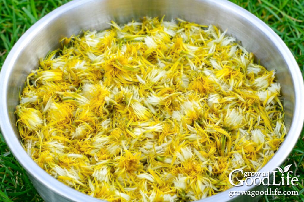 Bowl of yellow dandelion petals prepared for making dandelion jelly.