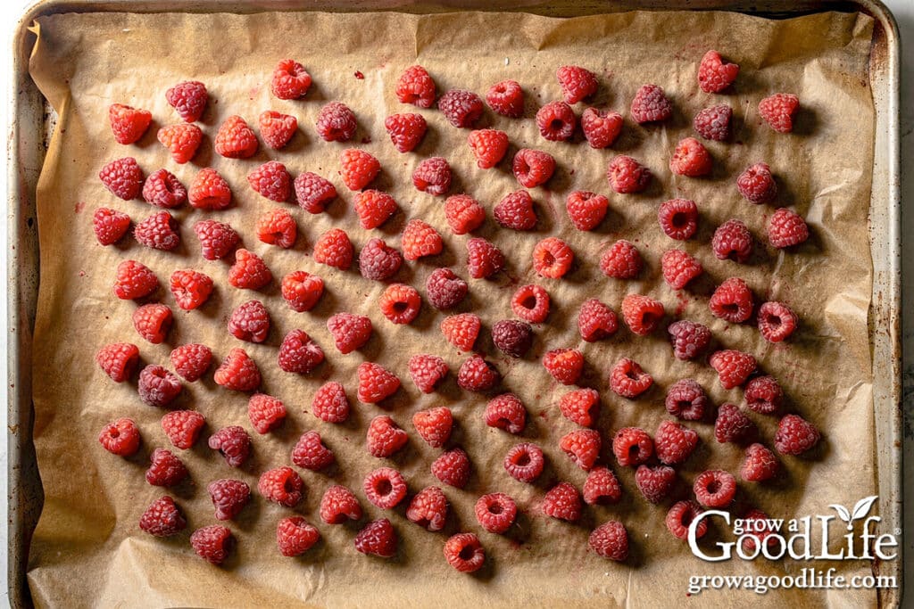 Raspberries spread in a single layer on a baking sheet for flash freezing.