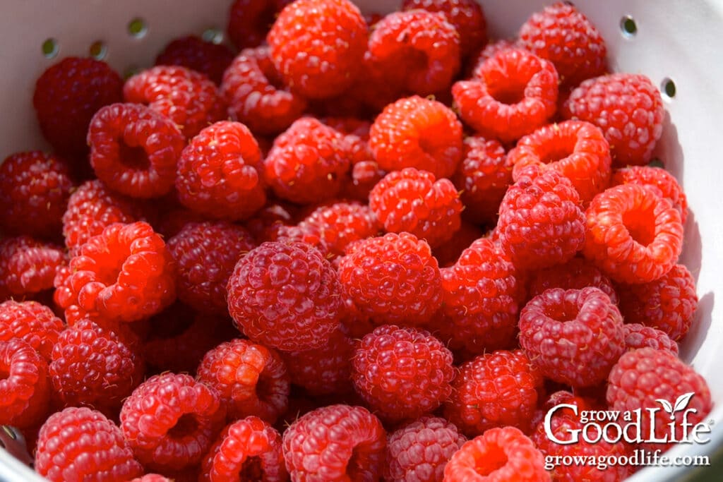 Freshly harvested raspberries in a white colander from a backyard garden.