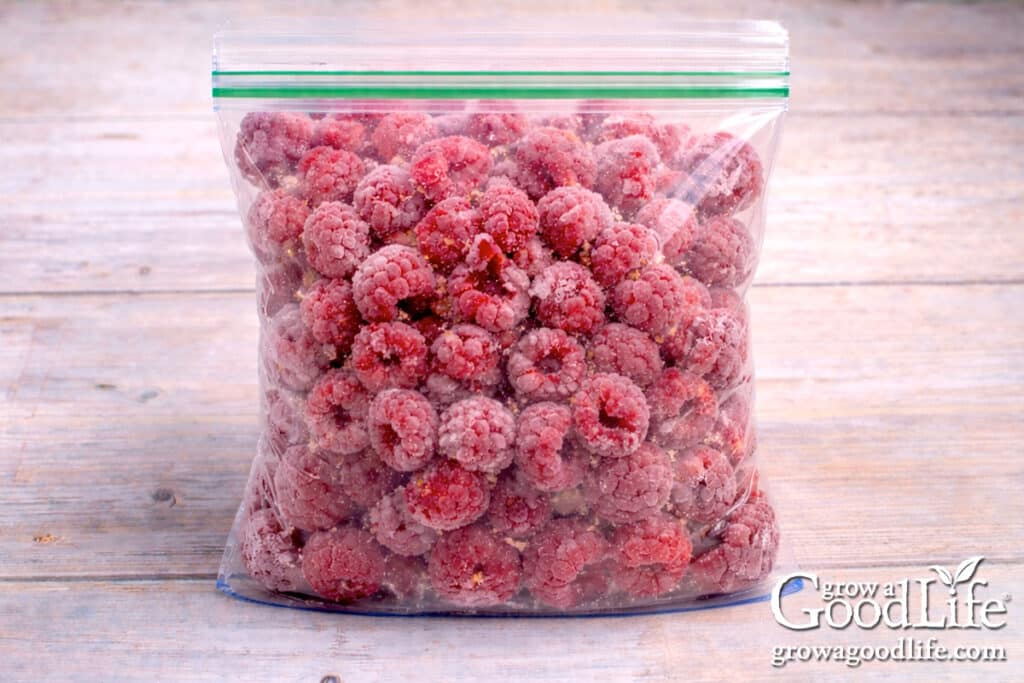 Quart-size freezer bag filled with frozen raspberries ready for storing.