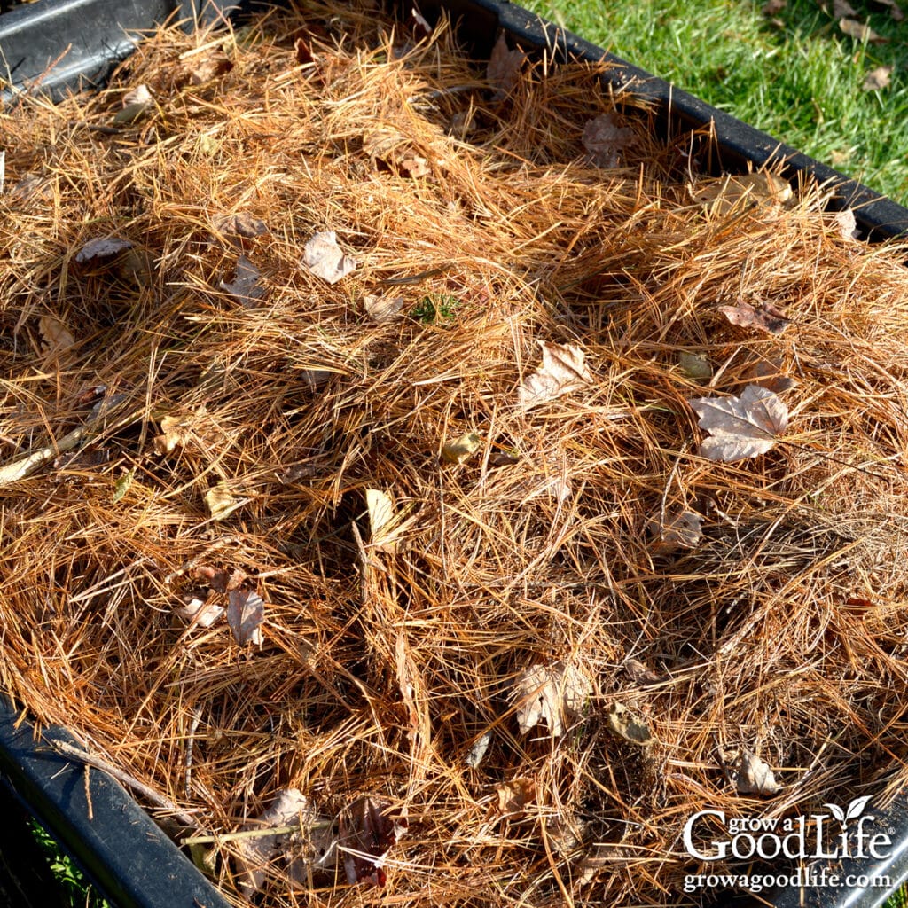 A garden cart filled with freshly collected pine needles for mulch.